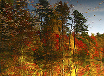 Alternate Reflection of Fall